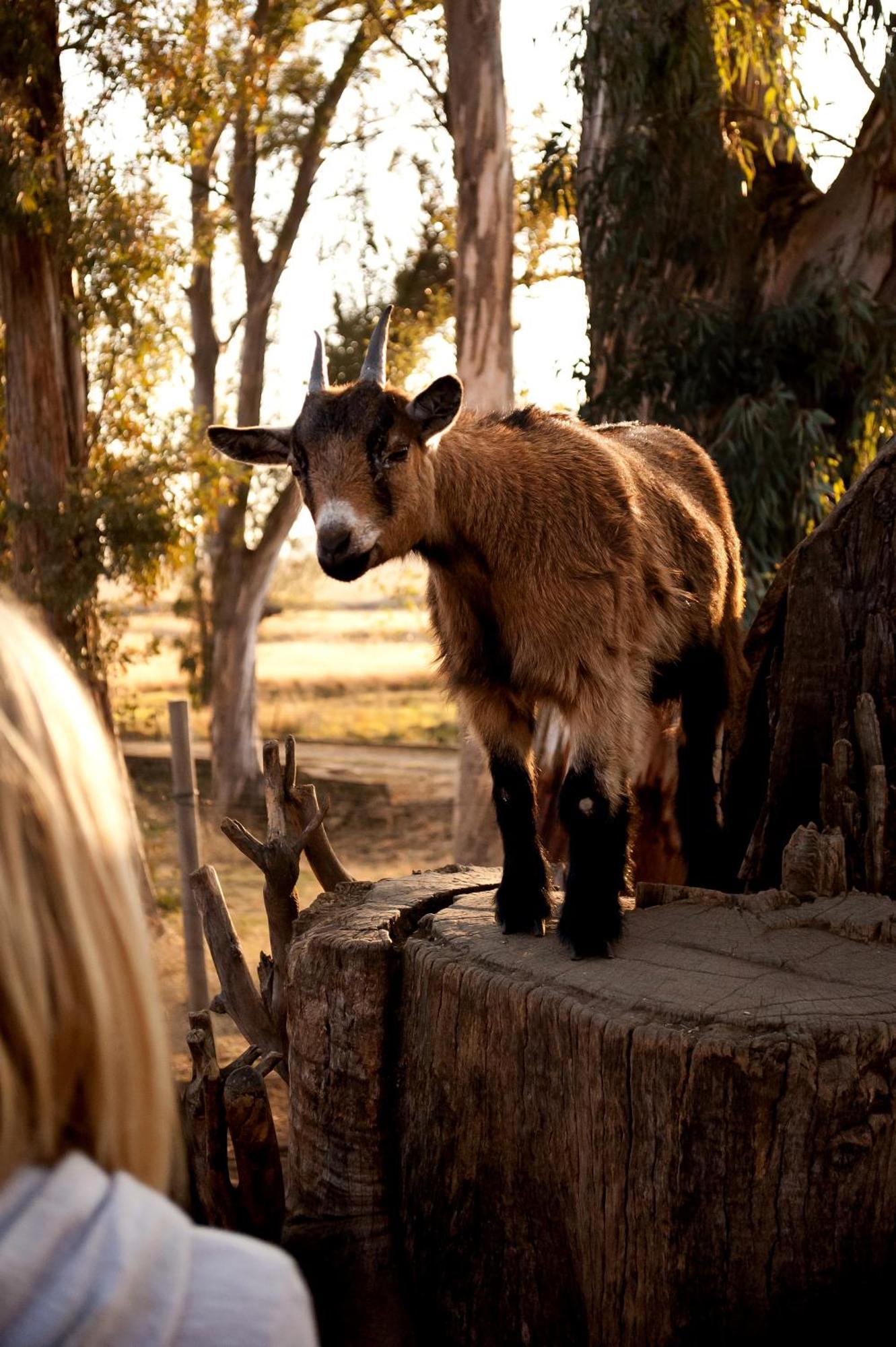 Dalmore Guest Farm Bergville Luaran gambar